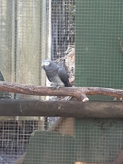 Psittacus erithacus timneh