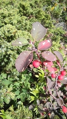 Cotoneaster antoninae