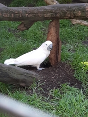 Cacatua moluccensis