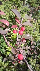 Cotoneaster antoninae