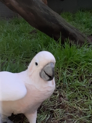 Cacatua moluccensis