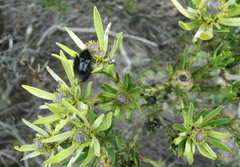 Leucadendron lanigerum lanigerum
