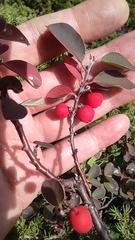 Cotoneaster antoninae
