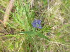 Linum marginale