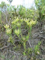 Leucadendron lanigerum lanigerum