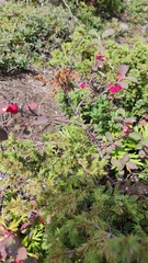 Cotoneaster antoninae