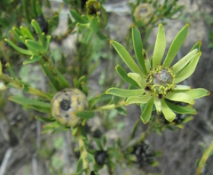Leucadendron lanigerum lanigerum