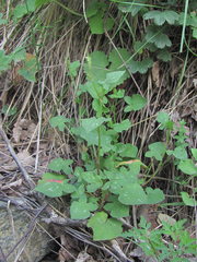 Rumex hastifolius