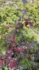 Cotoneaster antoninae