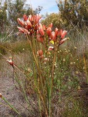 Ixia tenuifolia