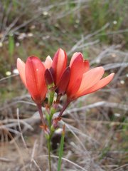 Ixia tenuifolia