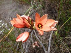 Ixia tenuifolia