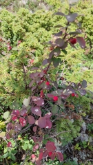 Cotoneaster antoninae