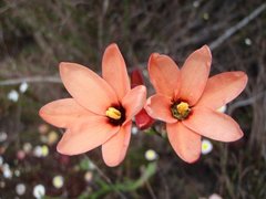 Ixia tenuifolia