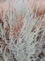 Artemisia fragrans