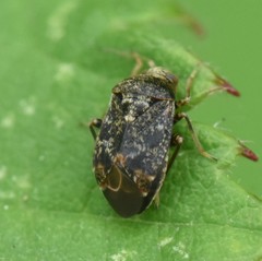 Charagochilus gyllenhalii