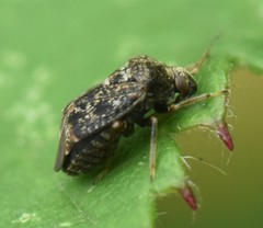 Charagochilus gyllenhalii