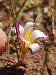 Romulea toximontana