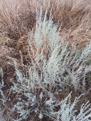 Artemisia fragrans