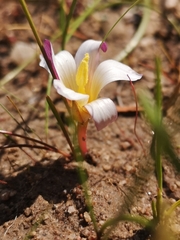 Romulea toximontana