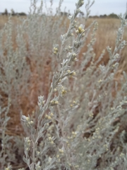 Artemisia fragrans