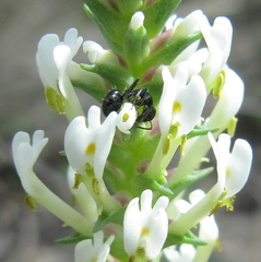 Camponotus niveosetosus