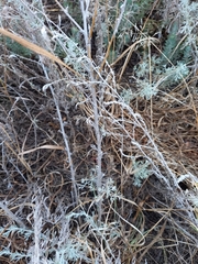 Artemisia fragrans