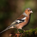 Common Chaffinch - Photo (c) Jonny Andrews, some rights reserved (CC BY-NC), uploaded by Jonny Andrews