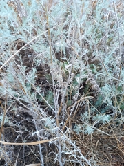 Artemisia fragrans