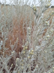 Artemisia fragrans