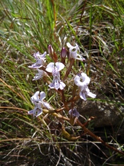 Disa sagittalis