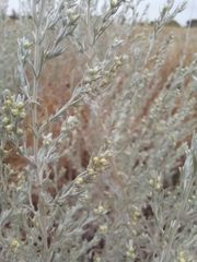 Artemisia fragrans