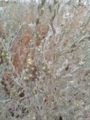 Artemisia fragrans