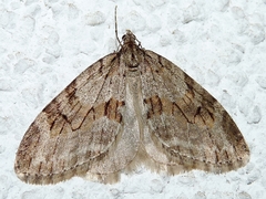 Trichopteryx polycommata
