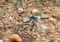 Diplacodes trivialis