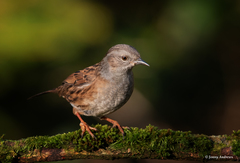 Dunnock photo 5