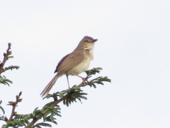Prinia inornata