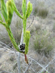 Leucadendron corymbosum