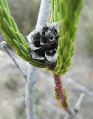 Leucadendron corymbosum