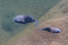 Herichthys carpintis