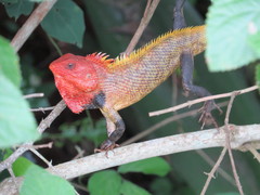 Calotes versicolor