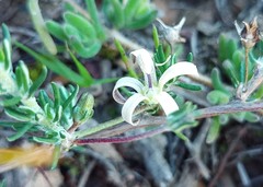 Wahlenbergia cinerea