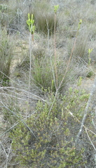 Leucadendron corymbosum
