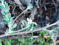 Wahlenbergia cinerea