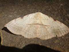 Hypopyra capensis