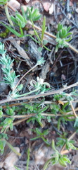 Wahlenbergia cinerea