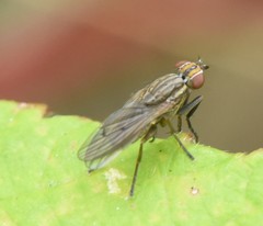 Pherbellia cinerella