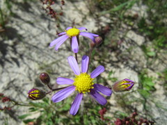 Felicia tenella