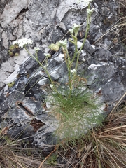 Seseli leucospermum
