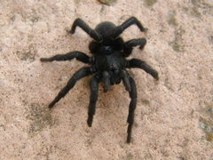 Amblyocarenum walckenaeri